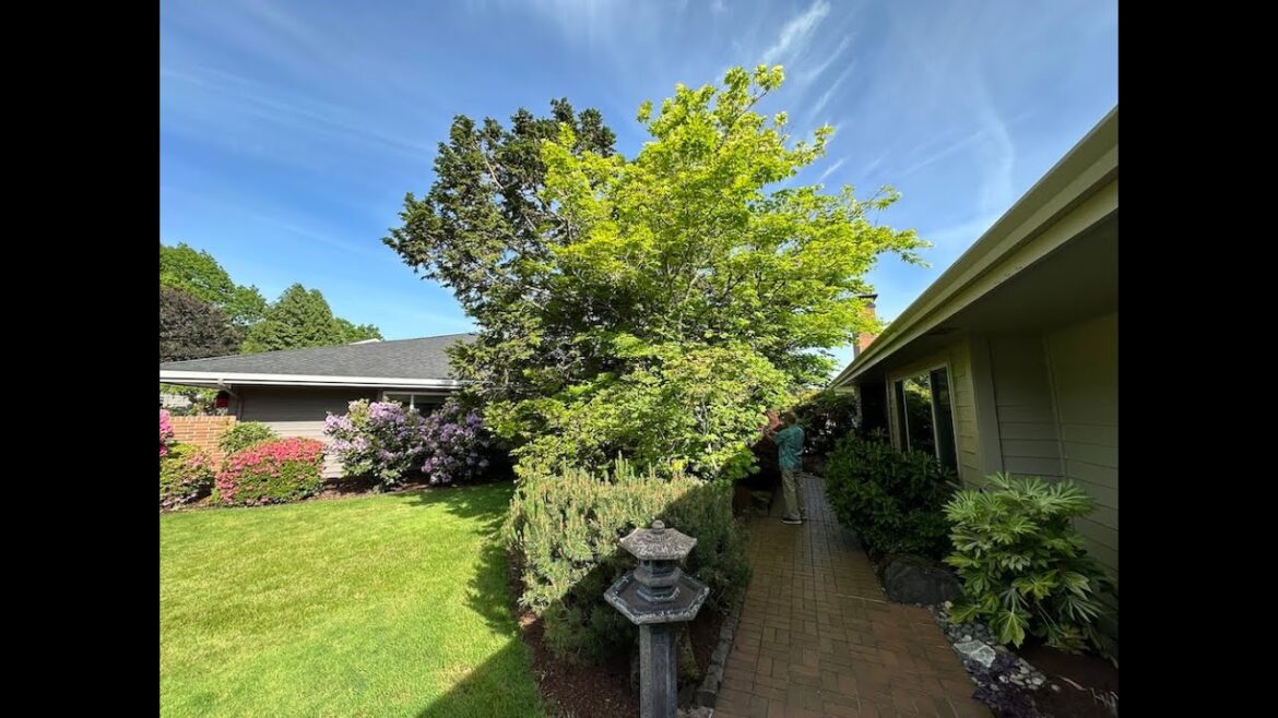 Look! There's a Japanese Garden Hiding in That Jungle