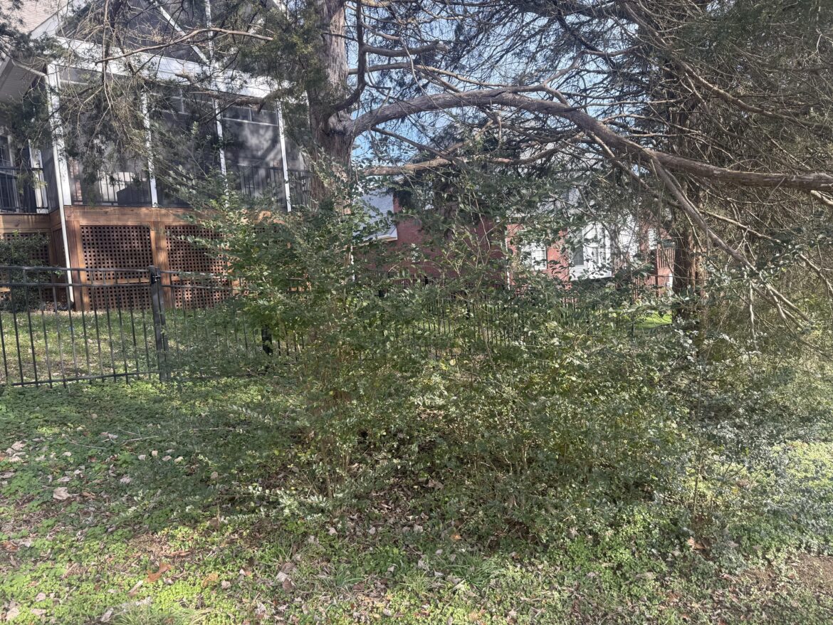 Invasive removal advice to avoid damaging tree