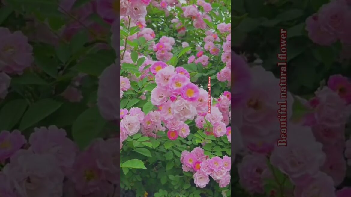 Rose Indian flower #gardendesign #nature #plantsofindia #gardenideas #garden #flowergarden #love