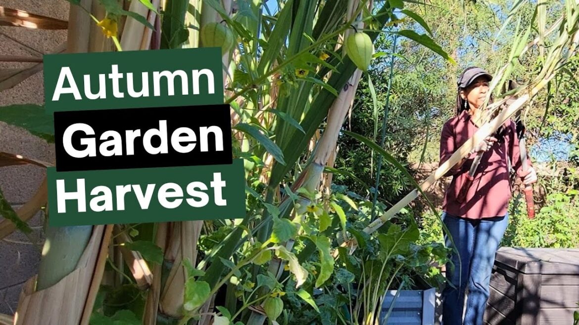 Autumn Garden Harvest and Tour Picking Fresh Herbs & Vegetables Autumn Garden Harvest and Tour Picking Fresh Herbs & Vegetables