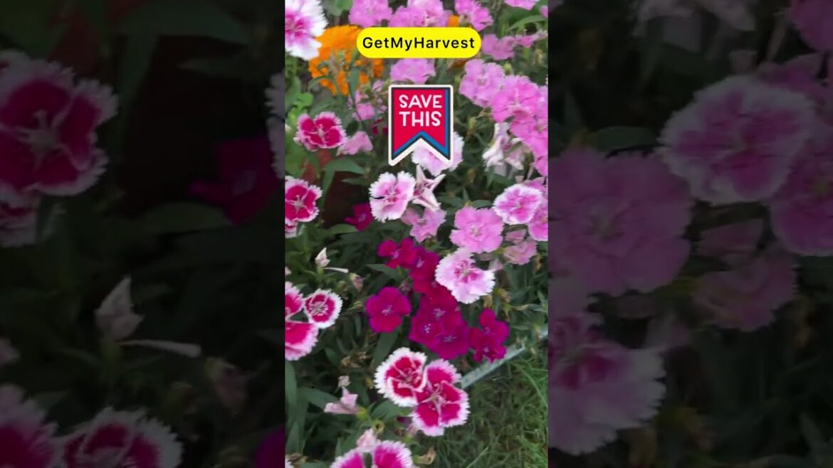 Dianthus Care Tips | Phool hi phool ayenge #flowergarden Dianthus Care Tips | Phool hi phool ayenge #flowergarden