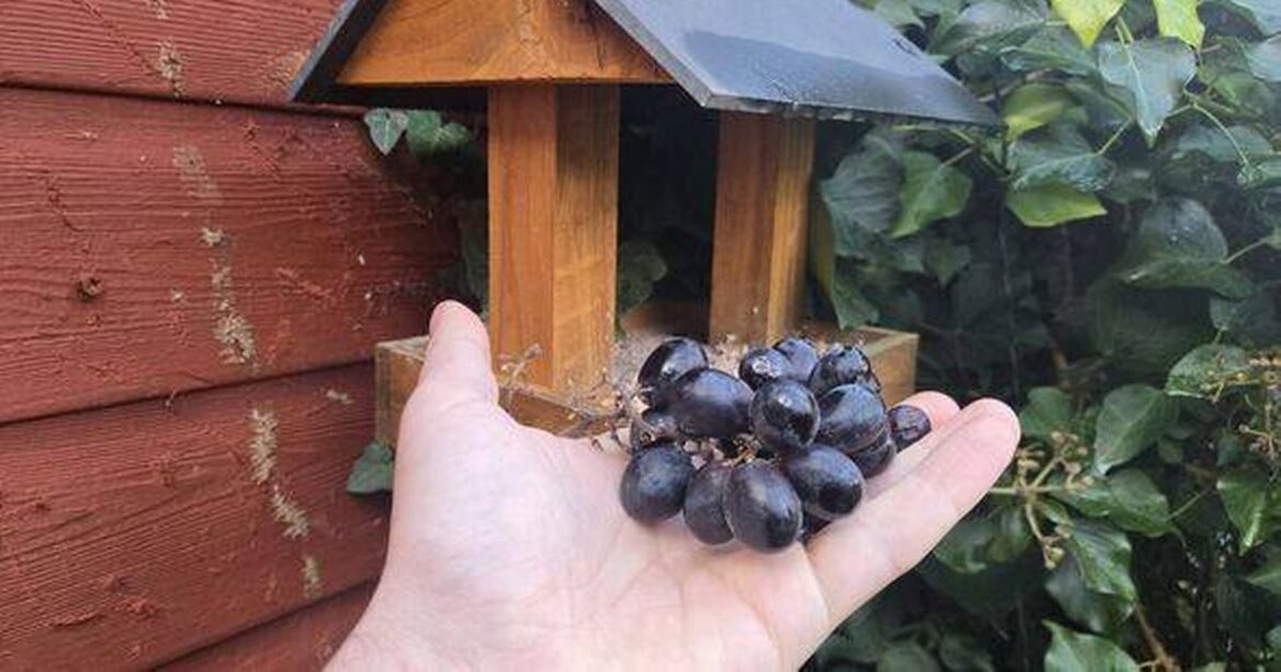 Gardeners urged to put grapes on bird tables this December Nottinghamshire Live