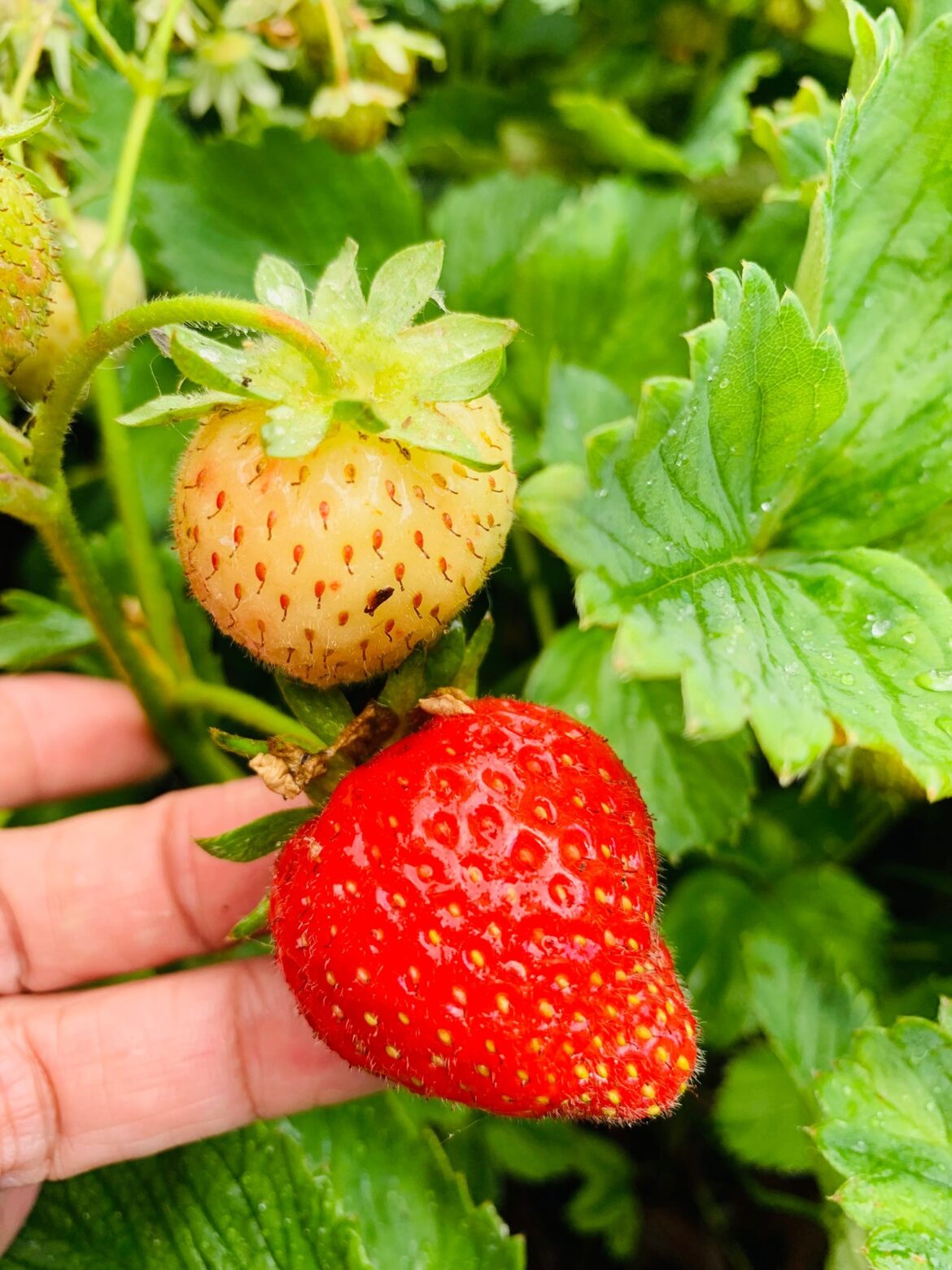 Here’s how to protect your strawberry plants before winter Here’s how to protect your strawberry plants before winter