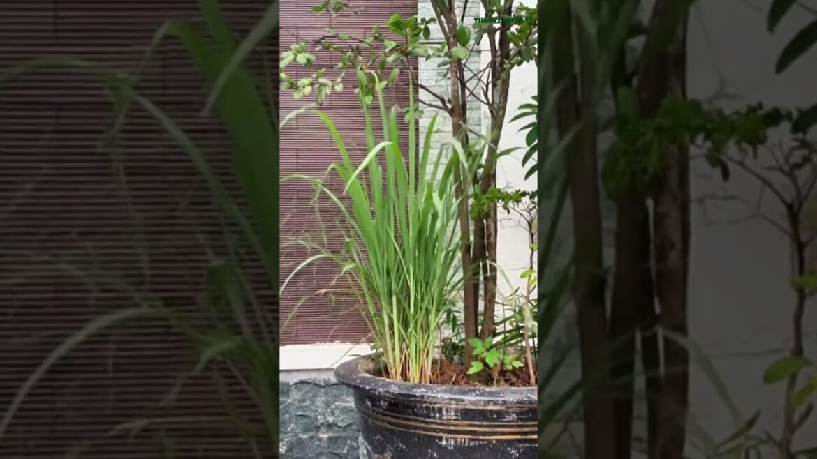 Container Gardening: Purple Cane Container Gardening: Purple Cane