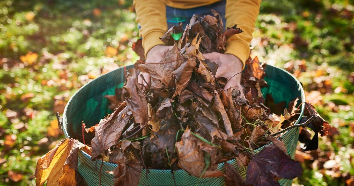Gardeners urged not to throw away fallen leaves this December Daily Mirror