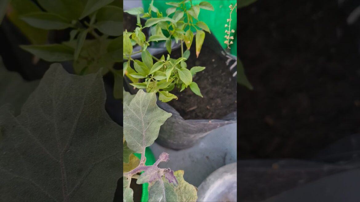 House wife ki. #gardening #plants #garden #ytshort