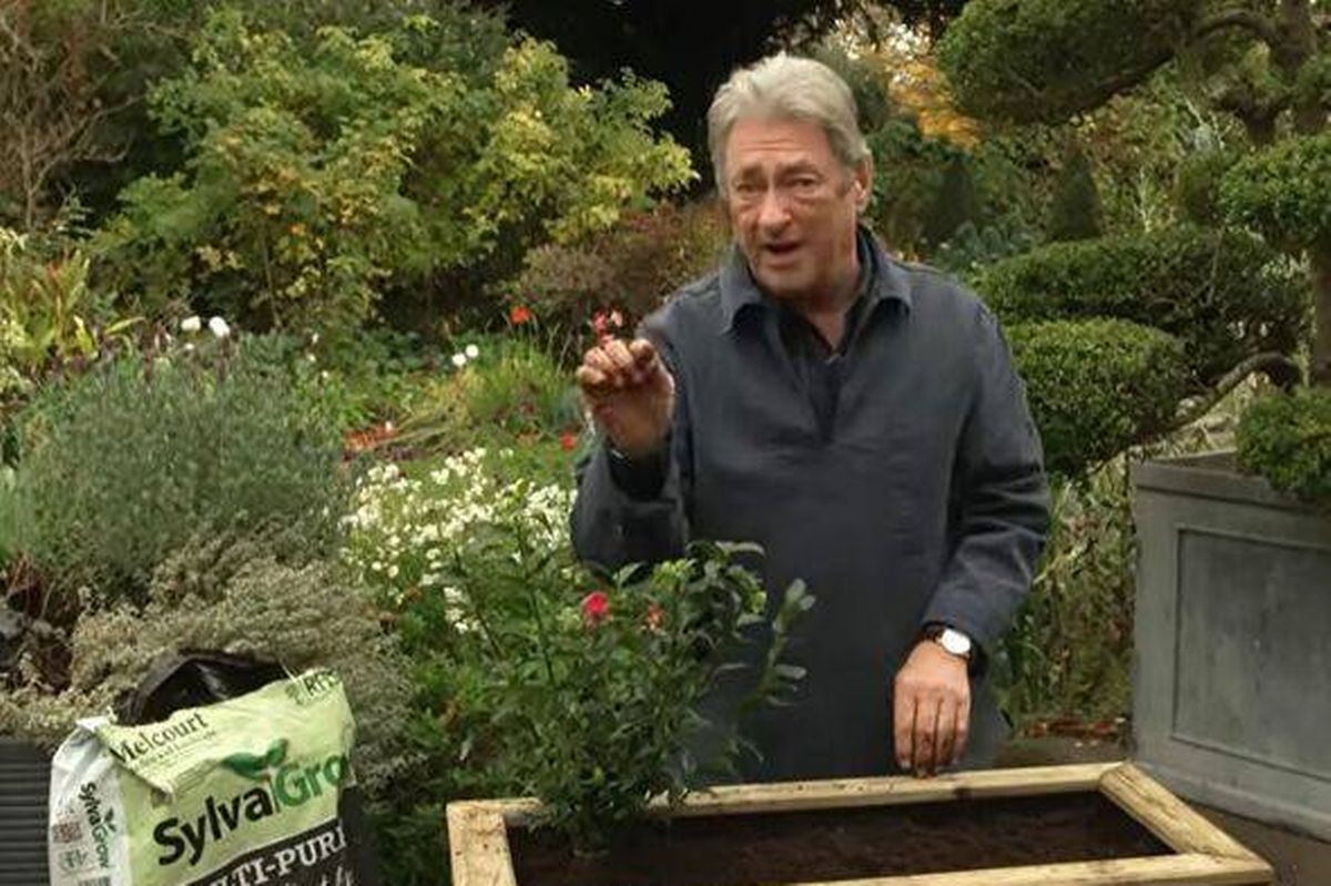Alan standing beside his Sarcococca plant