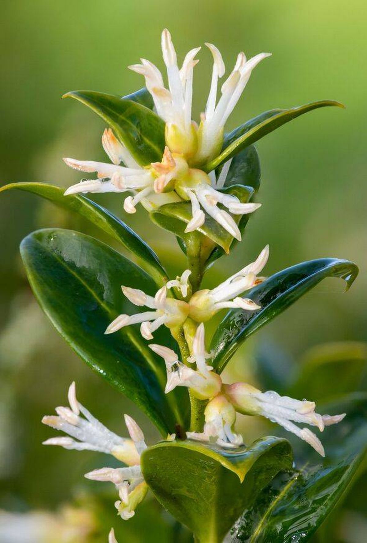 Sweet box (saracococca confusa) flowers