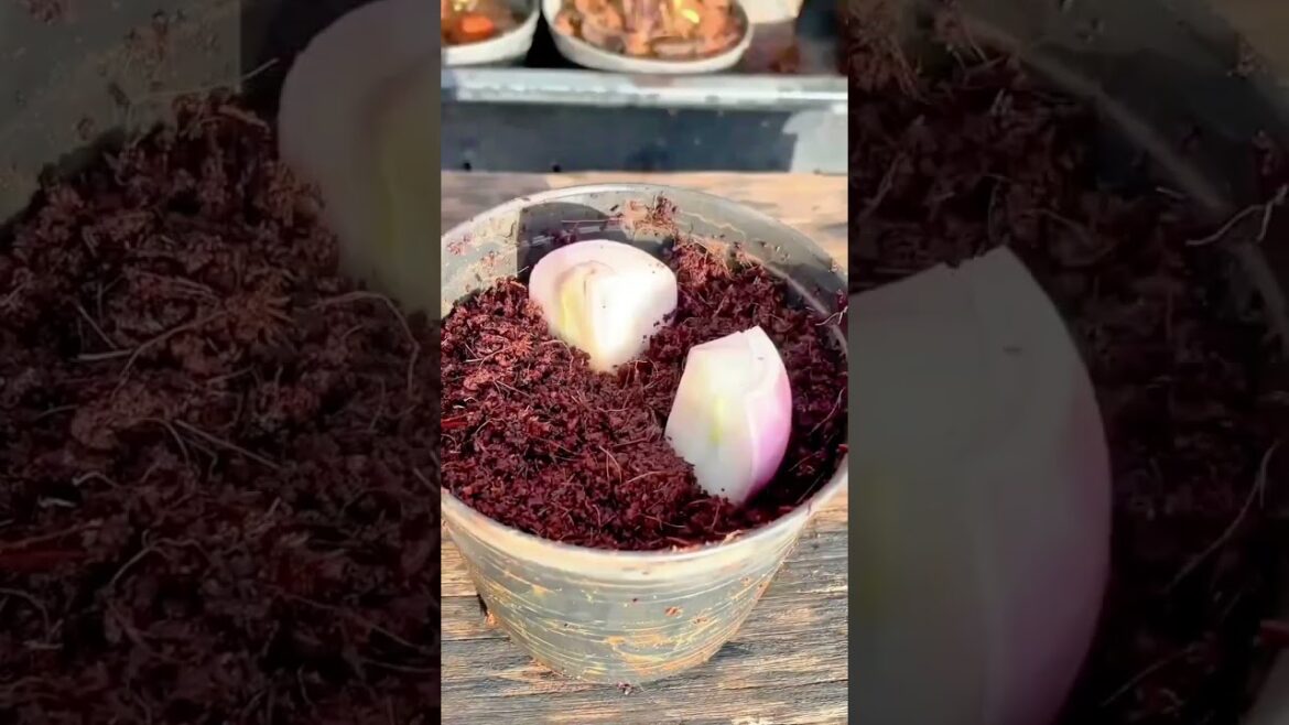 Regrowing Onions Simple Steps for Container Gardening Success #popular #viralshorts