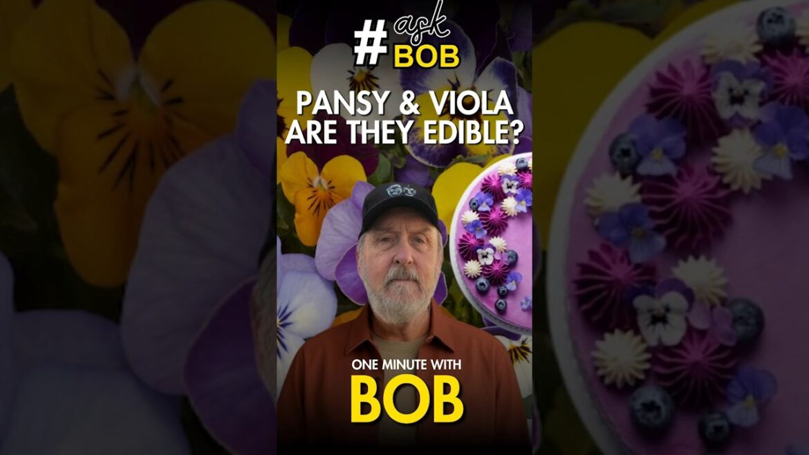 Pansy & Viola Are EDIBLE?! ๐ธ๐ฑ Benefits You Never Knew! #pansy #viola #flowers #youtubeshorts Pansy & Viola Are EDIBLE?! ๐ธ๐ฑ Benefits You Never Knew! #pansy #viola #flowers #youtubeshorts