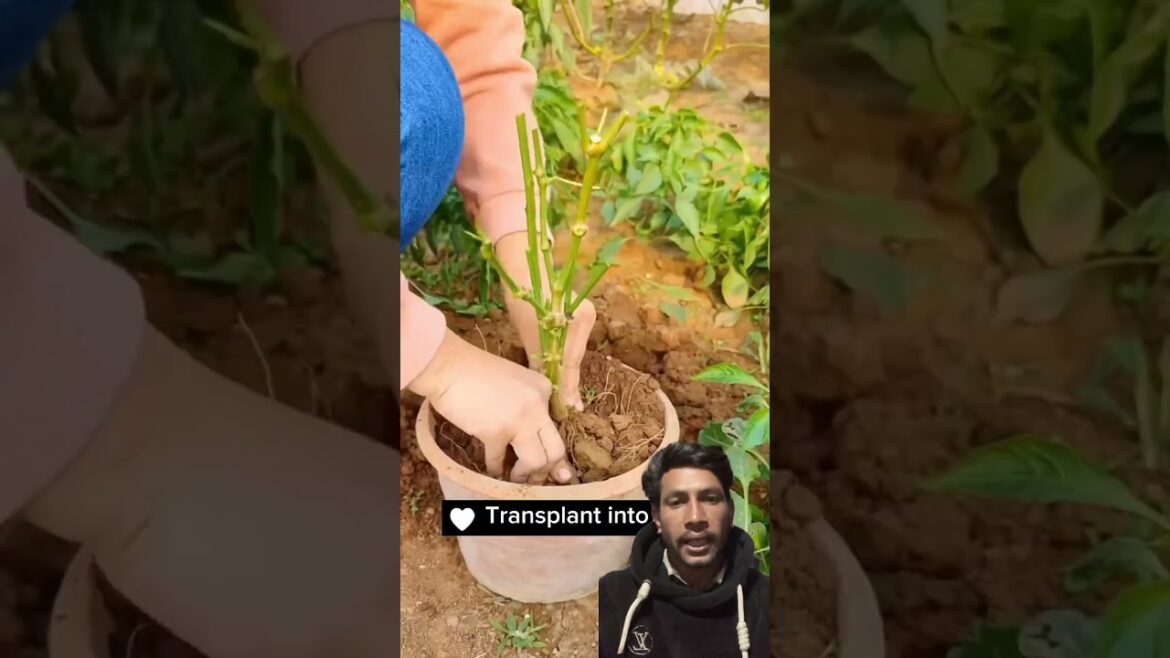 Eakpak fale ko khursani feri falaune tarika #gardening #vegetables #farming #reaction #satisfying