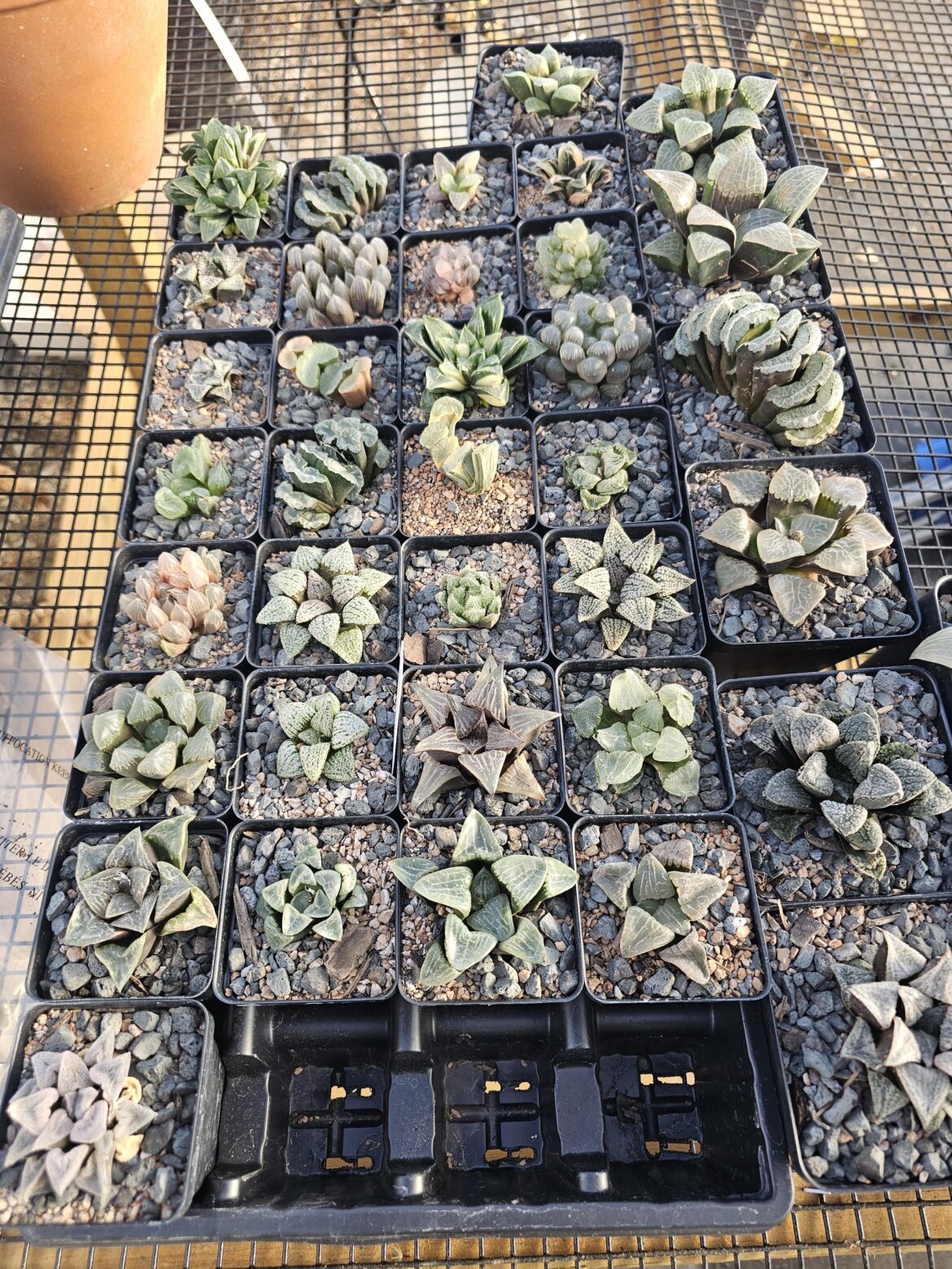 Just added a bunch of New Haworthias to my website!