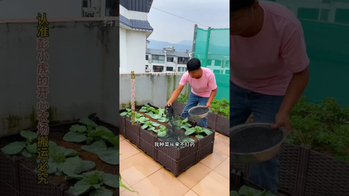 Home Gardening: Pest Control Tips#Gardening Techniques#plant ash #plantingtips #garden #farming.