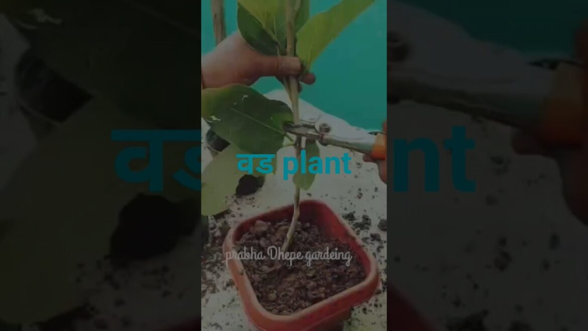 I Grew 10,000 VAD Trees