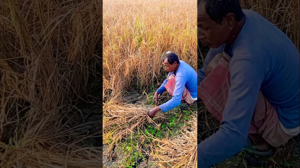 Paddy Harvest Moments You Must Watch! 🚜 #shorts Paddy Harvest Moments You Must Watch! 🚜 #shorts