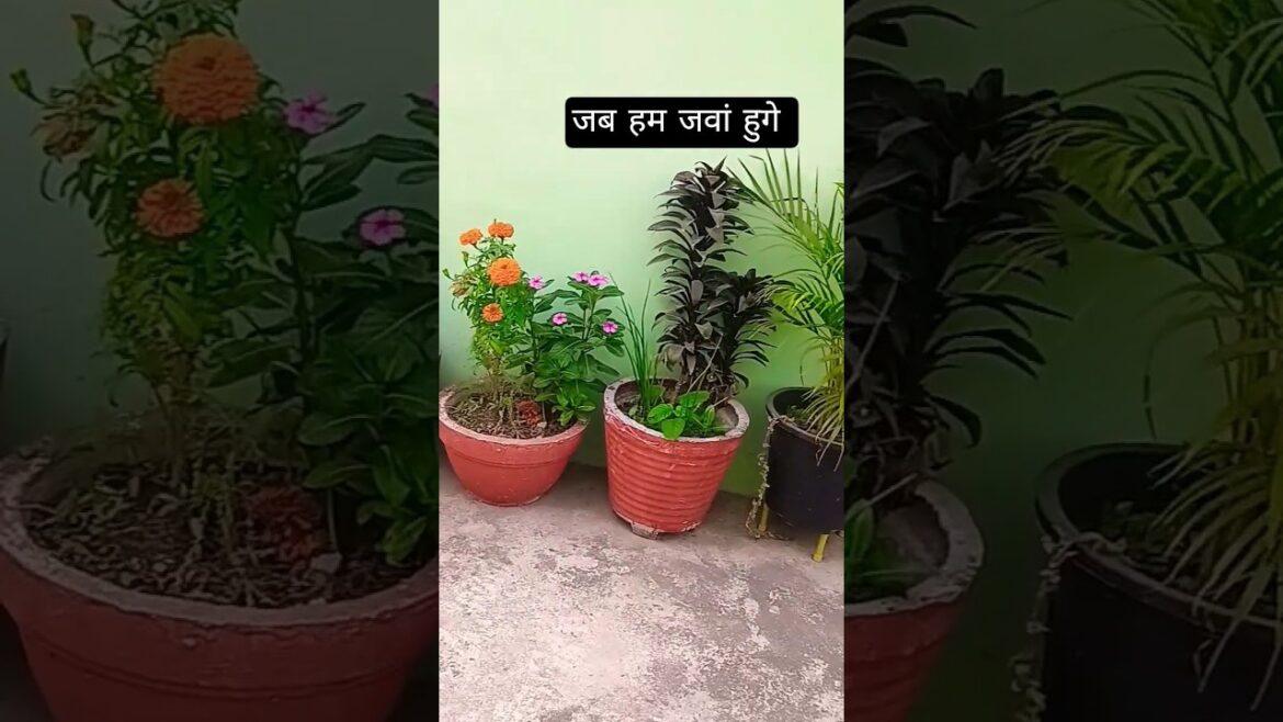 all plans jab ham jawa hunge#ytshorts #shrots #funny #comedy #garden