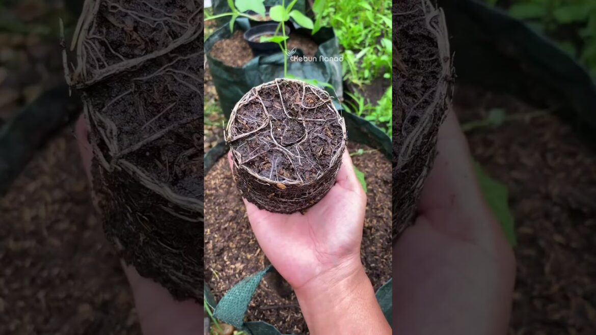 Growing Bitter Melon #kebunnanad #garndening #planting #minigarden #fypシ゚viralシ #fypageシ