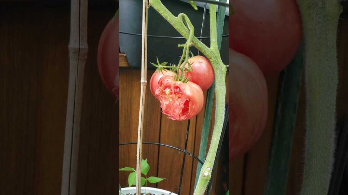 How to Keep Squirrels & Chipmunks from Eating Tomatoes #gardenshorts #gardentips #tomato #shorts