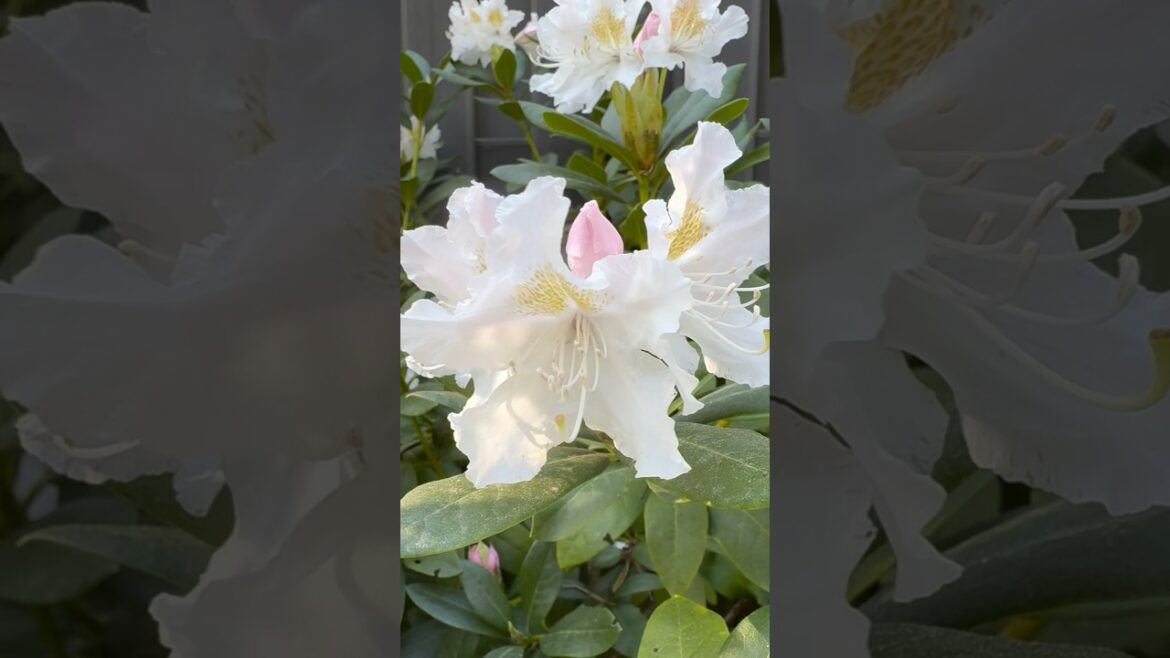 Busy Bumblebee ASMR /Rhododendron „Cunningham White“ #rhododendron #bumblebee #backyard #garden