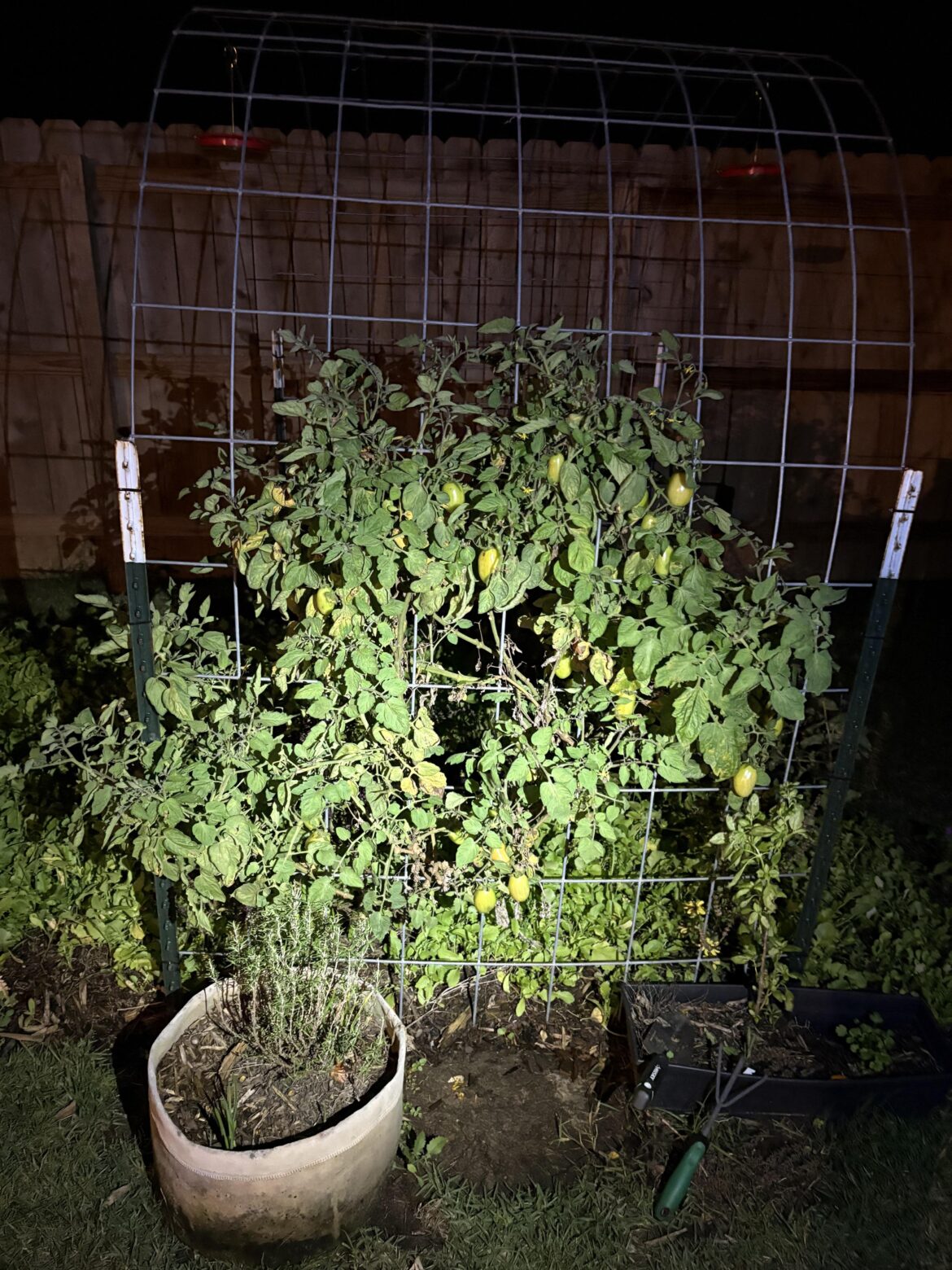 One last pic of my San Marzano tomato before our hard freeze.