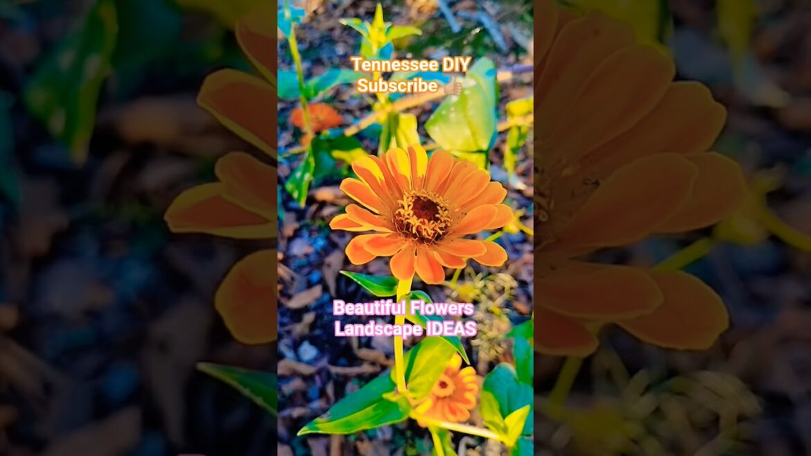 HACK Your Backyard With Style WILD Flower Garden DIY PERGOLA #diygardening #creativediy #diyprojects