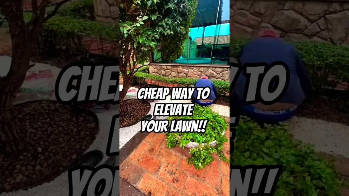 This Simple Lawn Trick Makes Your Backyard Look Expensive ✨ This Simple Lawn Trick Makes Your Backyard Look Expensive ✨