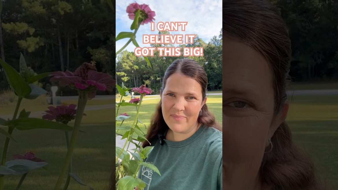 COME SEE! 👀🌸 #cutflowers #beginnergardener #zinnia #garden #gardenflowers #gardeningonabudget