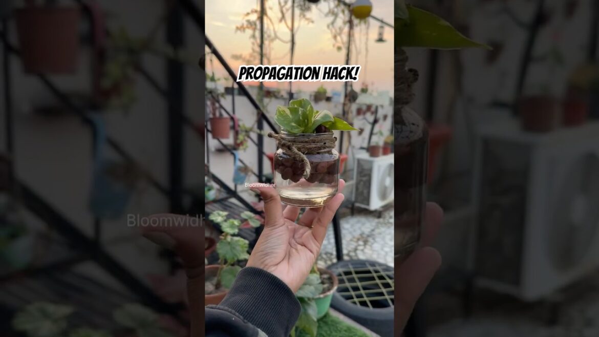 The Easiest Money Plant Propagation Method EVER! 🌿 | Grow From Just 1 Cutting #gardening #shorts