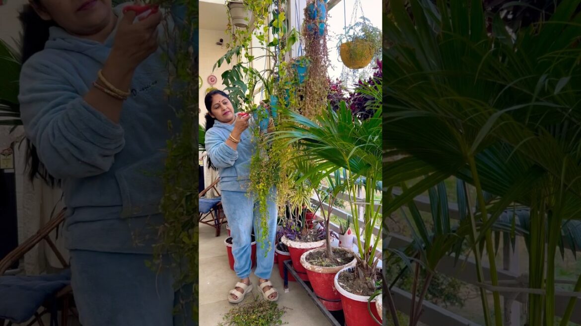 Hanging plants #balconygarden #garden #plants #plantscare #gardening #motivation #shorts Hanging plants #balconygarden #garden #plants #plantscare #gardening #motivation #shorts