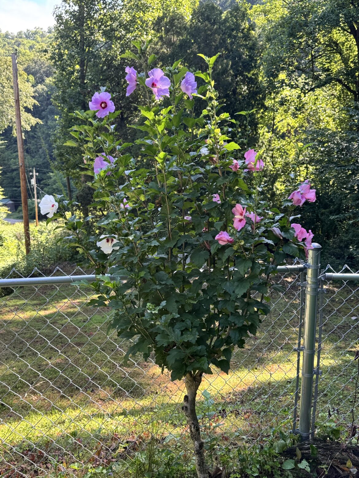 Grafted 3 different colors of rose of Sharon onto a single trunk back in 2022.
