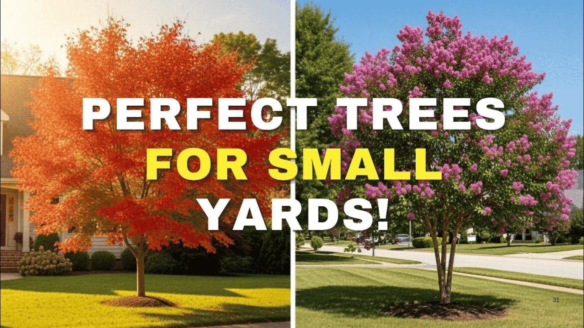Top 9 Best All-Season Small Trees for Front Yards | Low-Maintenance Dwarf Trees for Landscaping Top 9 Best All-Season Small Trees for Front Yards | Low-Maintenance Dwarf Trees for Landscaping