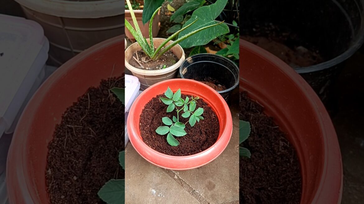 Try to growing rose plant from rose flower at home #shorts #youtubeshorts #rose #flower #plants