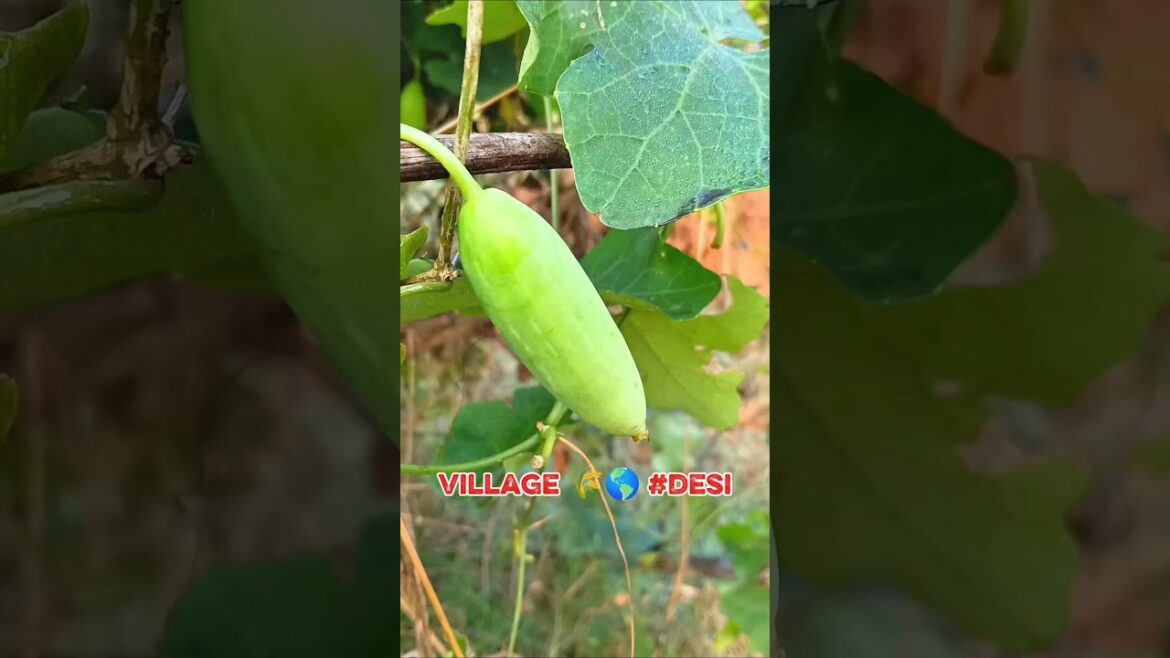 Best vegetable for farming #farming #villagelife #vegetables #vegetable Best vegetable for farming #farming #villagelife #vegetables #vegetable