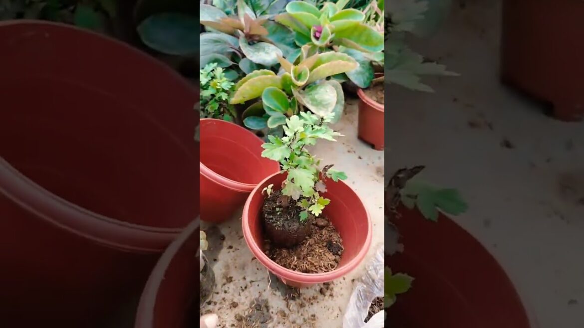 🌼Chrysanthemum ki care tips#plants #chrysanthemumcare #flowers #gardening #ytshorts 🌼Chrysanthemum ki care tips#plants #chrysanthemumcare #flowers #gardening #ytshorts