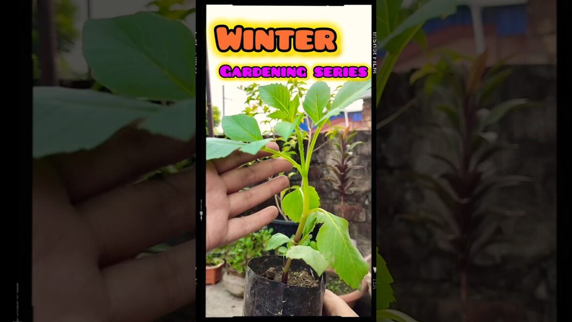 Plant Dahlias Like a Pro (30-Second Guide)#dahlia#flowergardening #gardeningtips#reelsviral#viral