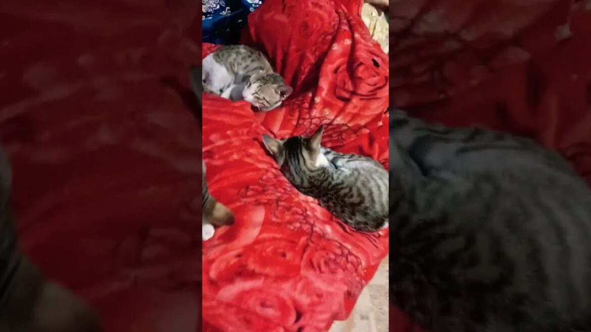 kitten sleep time 😾😺 #gardening #grow with me #trending# explore #YouTube shorts