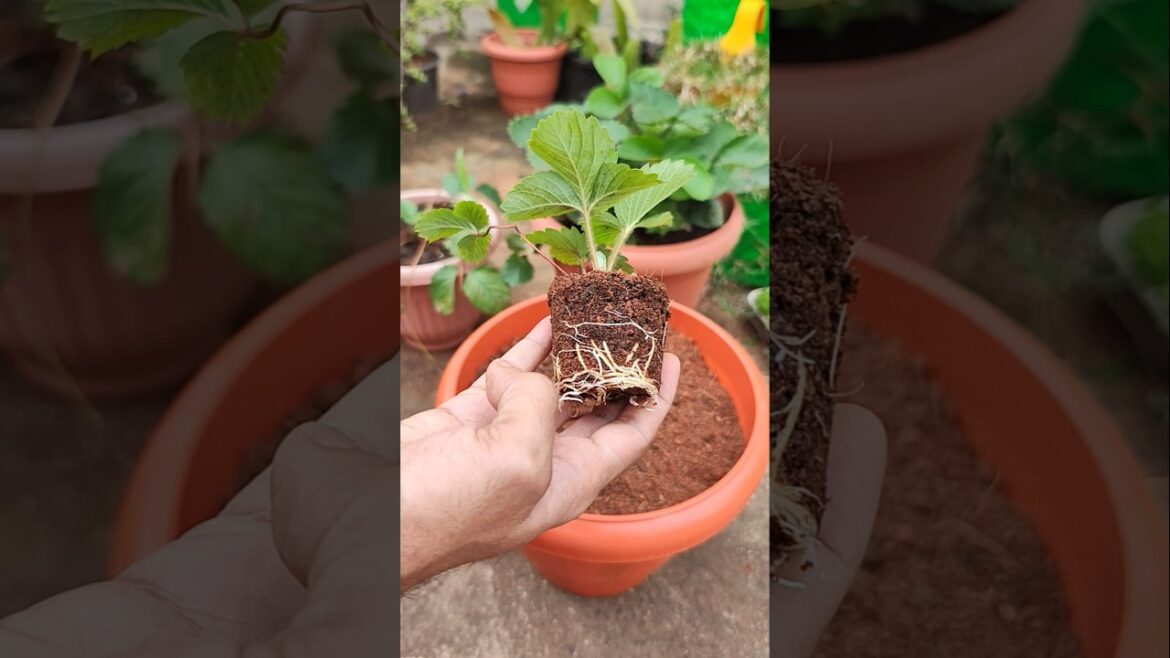 How to Propagate Strawberries the EASY Way| स्ट्रॉबेरी #terracegarden