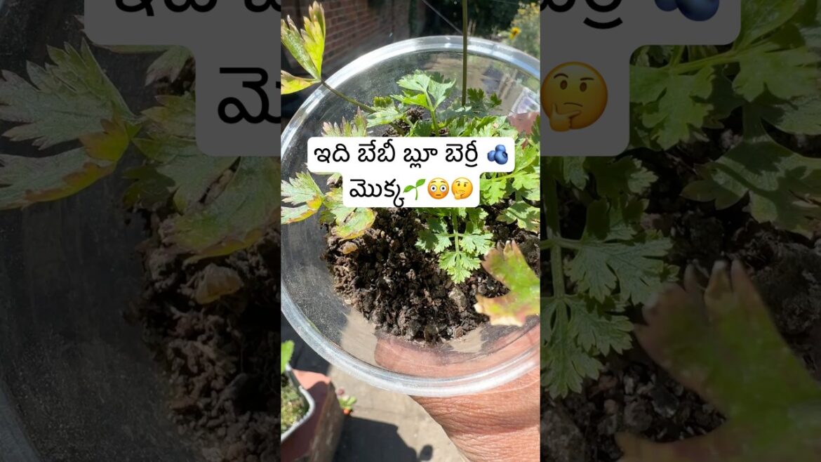 How to Grow blueberries 🫐 From Seeds#growwithme#gardening #shorts#ytshorts How to Grow blueberries 🫐 From Seeds#growwithme#gardening #shorts#ytshorts