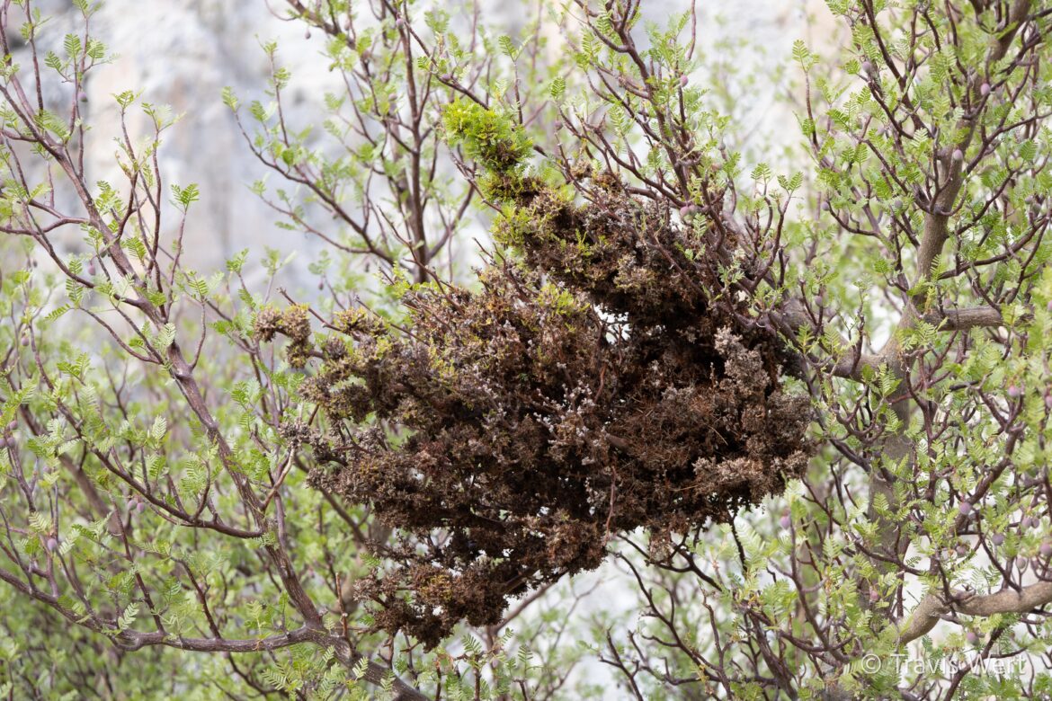 What is going on on this Bursera Microphylla?