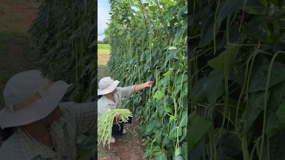Harvesting Long Beans 🫛 #agriculture #farming #farmer #garden #gardening