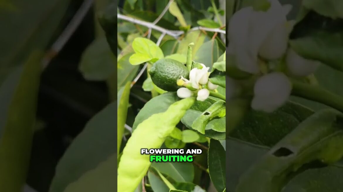 California Gardening: 12 Stop Leaf Miners! Organic Citrus Tree Pest Control 12 Stop Leaf Miners! Organic Citrus Tree Pest Control