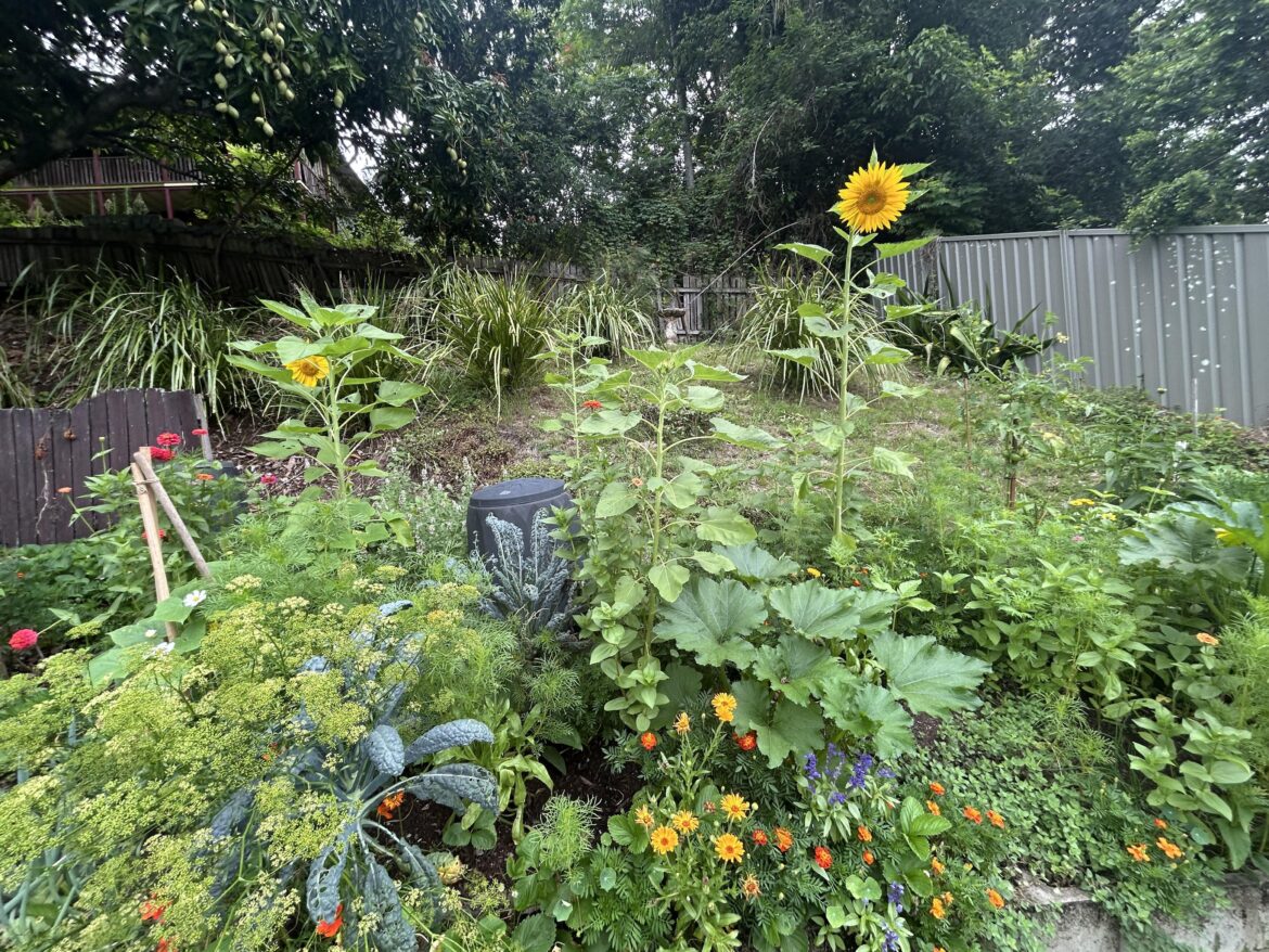 A little garden update (🌻)