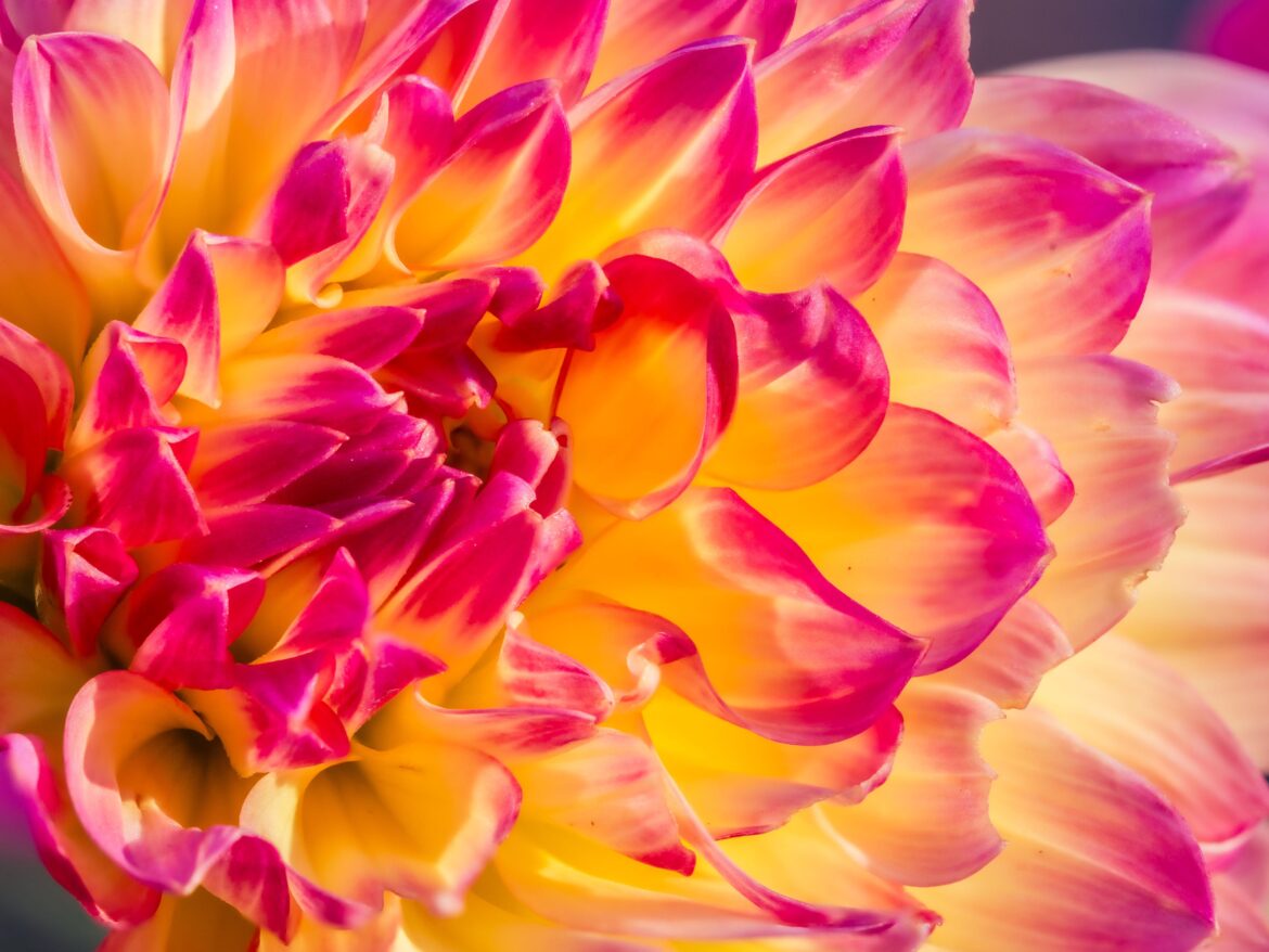 Tropical punch Dahlia.