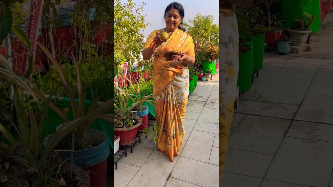 fruit harvesting for terrace garden #terracegarden #fruit #plants #gardening #terracegarden