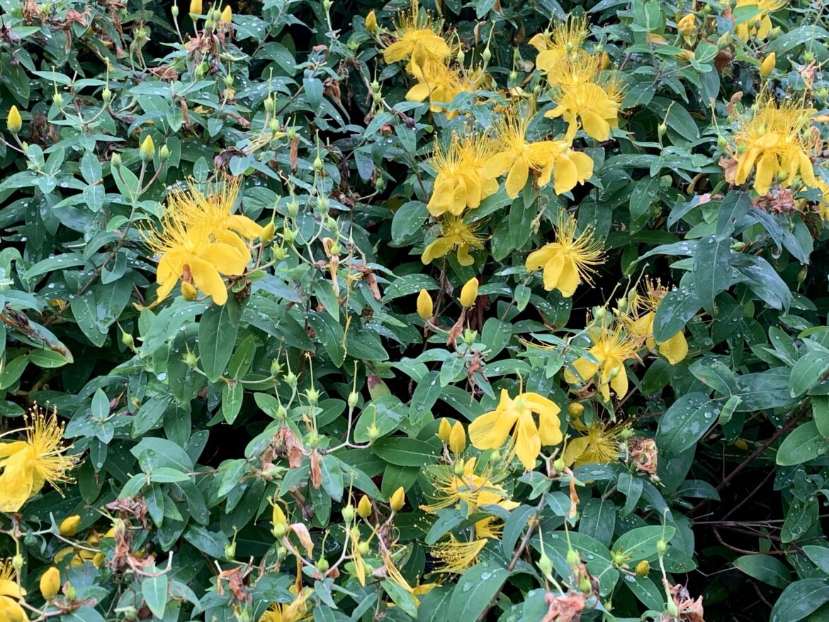 What flower is this? saw it in the rain, and it looked like tiny fairies dancing.