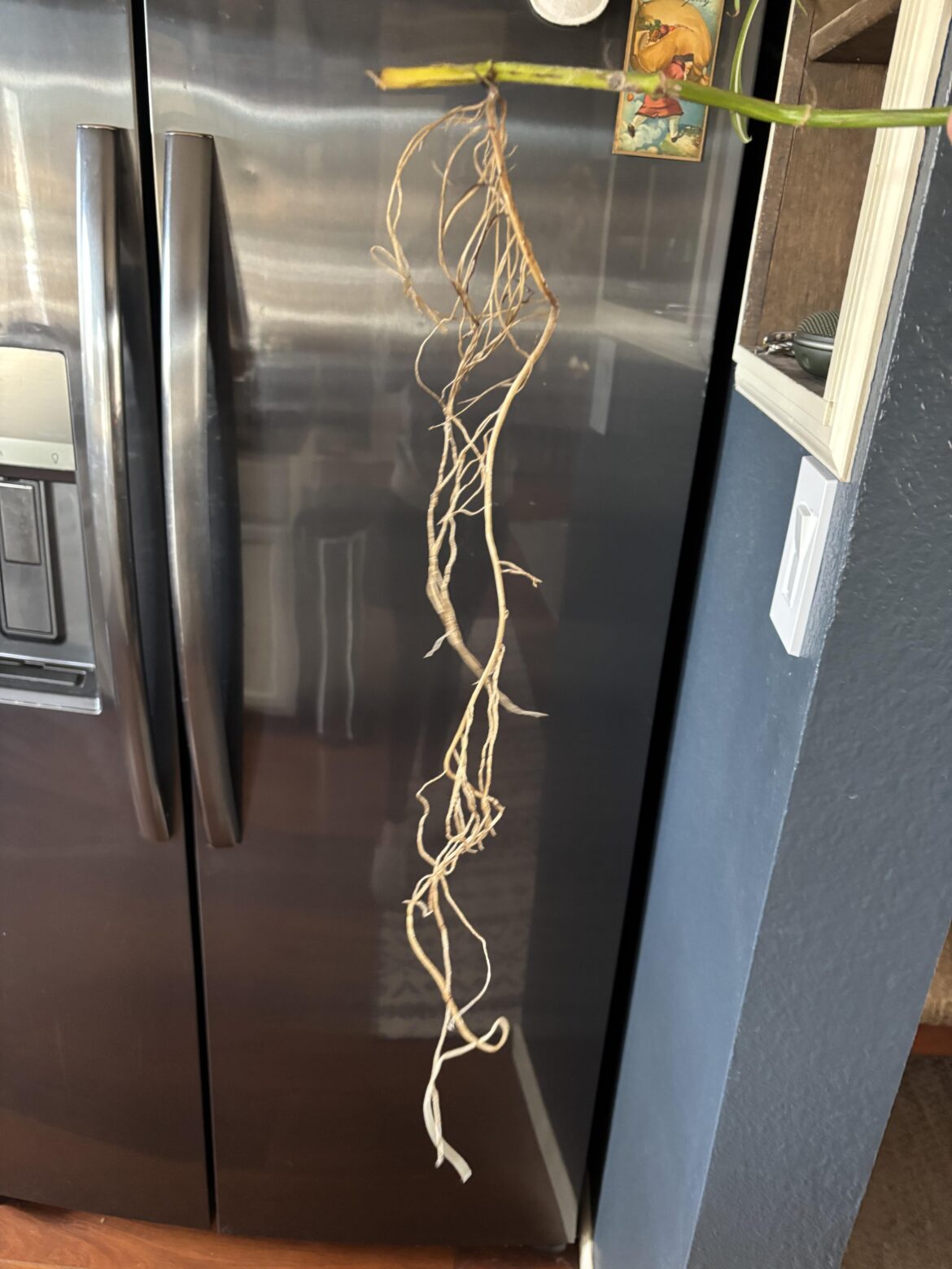 Pothos root development