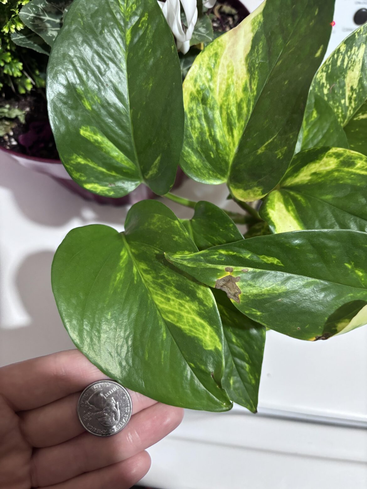 Is this a pothos?