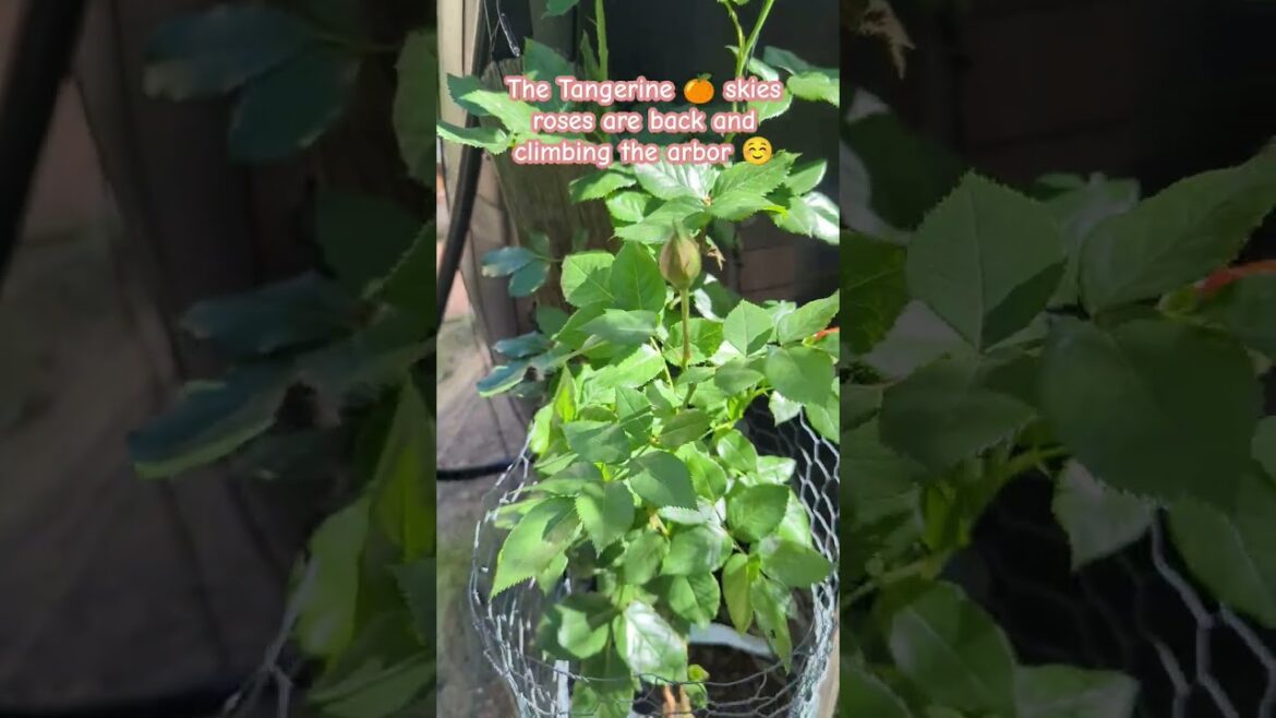 Tangerine Skies Arborose back and climbing #gardenlikeaslacker #gardening #arborose