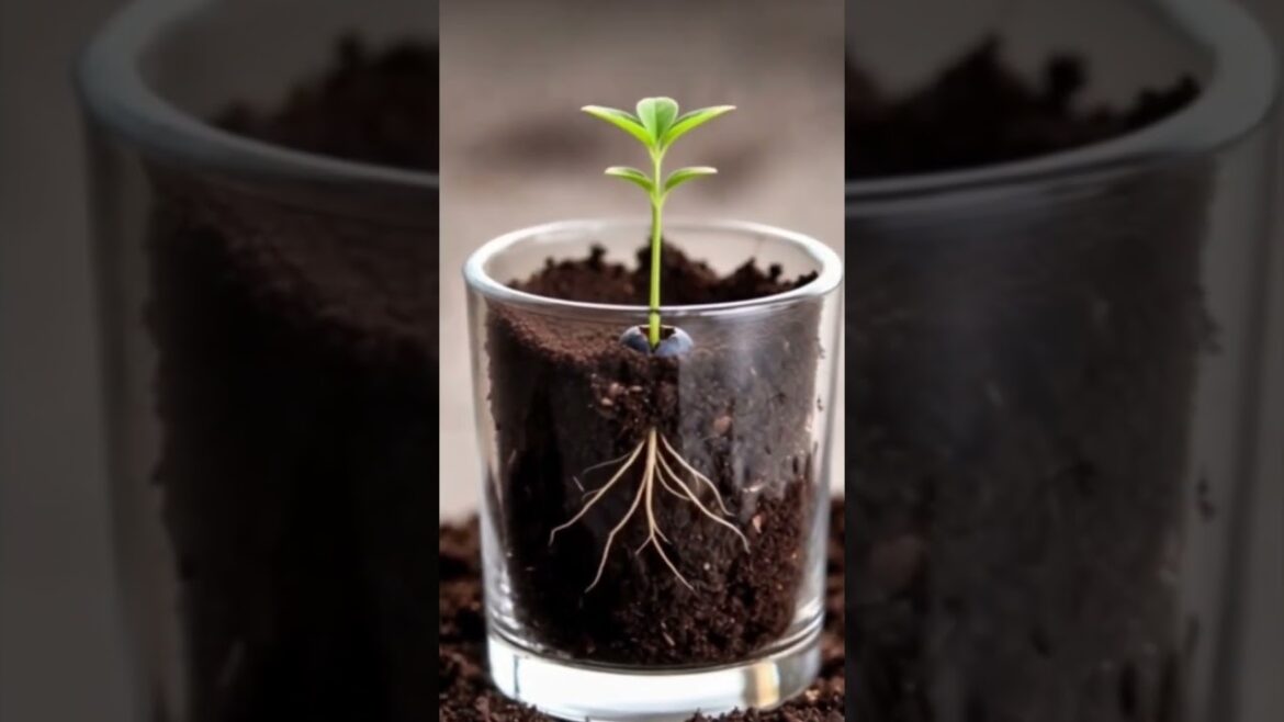 Dwarf Blueberry Plant Timelapse#dwarfblueberry #fruitplanttimelapse #seedtogrowth#ehorts#shortsfeed