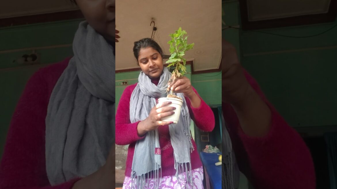 gardening#ytshorts#shortvideo#subscribe